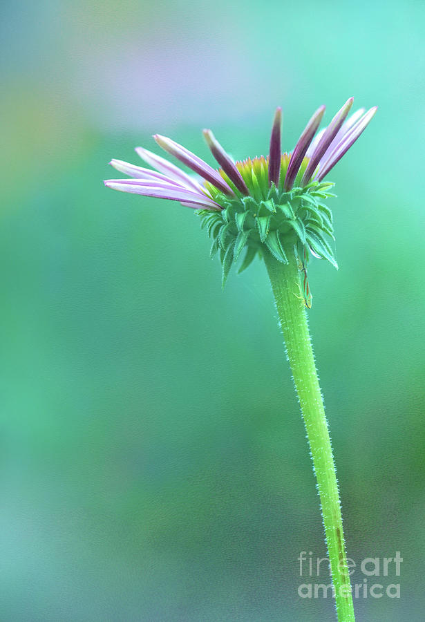 Emerging Purple Conefower Reaching for the Sky by Anita Pollak Emerging Purple Conefower Reaching for the Sky by Anita Pollak