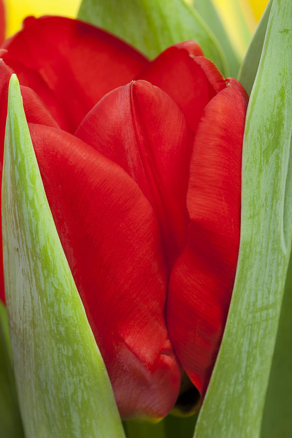 Tulip Photograph - Emerging Red Tulip by Gillian Dernie Tulip Photograph - Emerging Red Tulip by Gillian Dernie