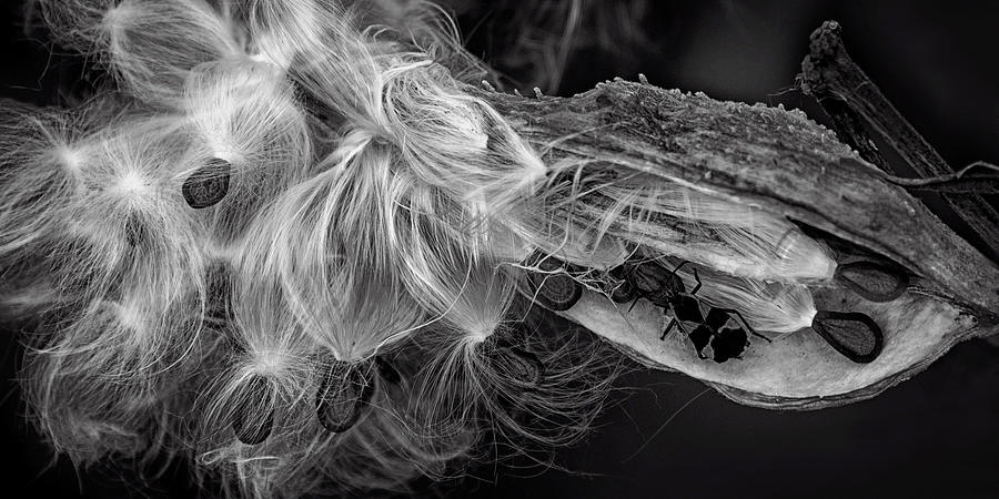 Emerging Seeds Monochrome Photograph by Phil Cardamone