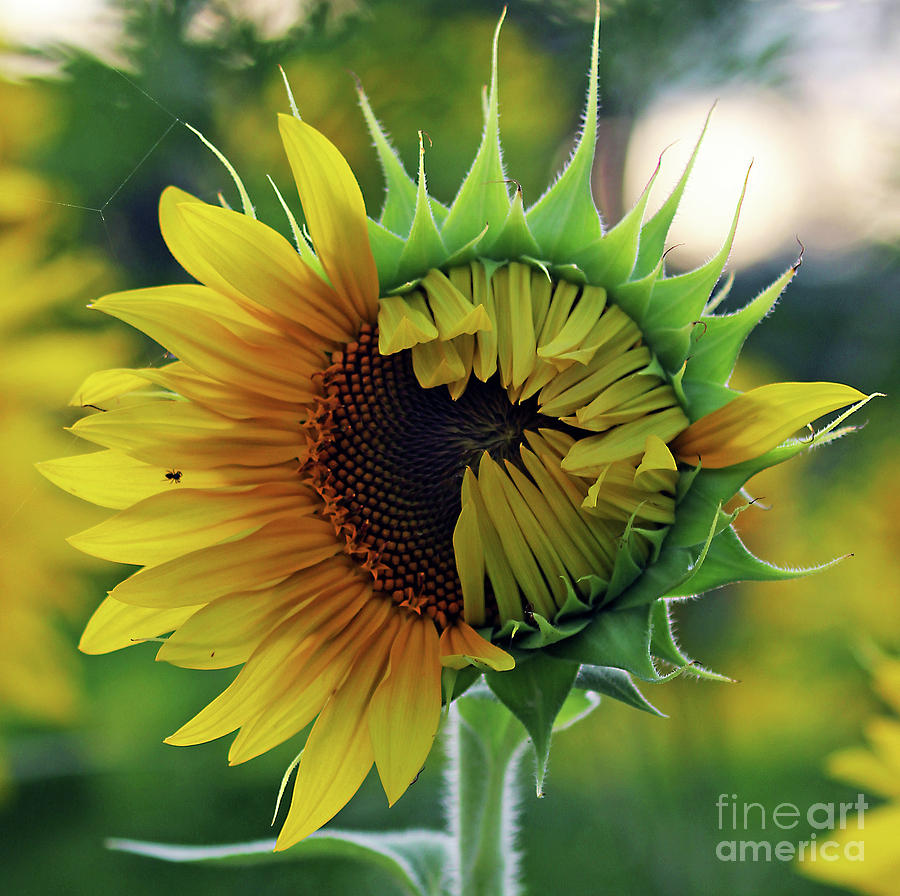 Emerging Sunflower Photograph by Jennifer Robin