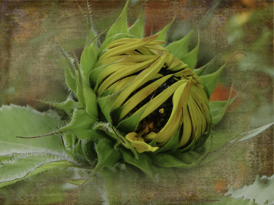 Emerging Sunflower Photograph by Judy Hall-Folde