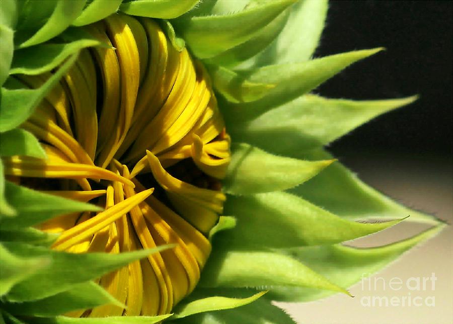 Emerging Sunflower Photograph by Sabrina L Ryan