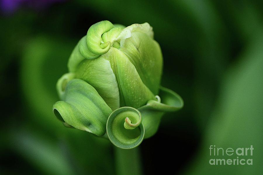 Emerging Tulip Photograph by Cindy Manero