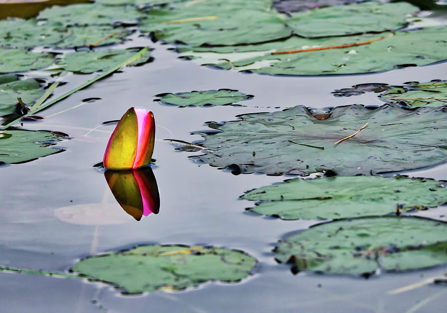 Emerging Water Lily Photograph by Steven Ralser