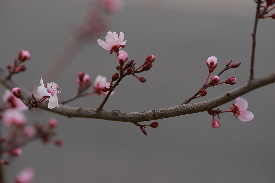 Emerging Winter Cherry Blossom Photograph By Carrie Goeringer