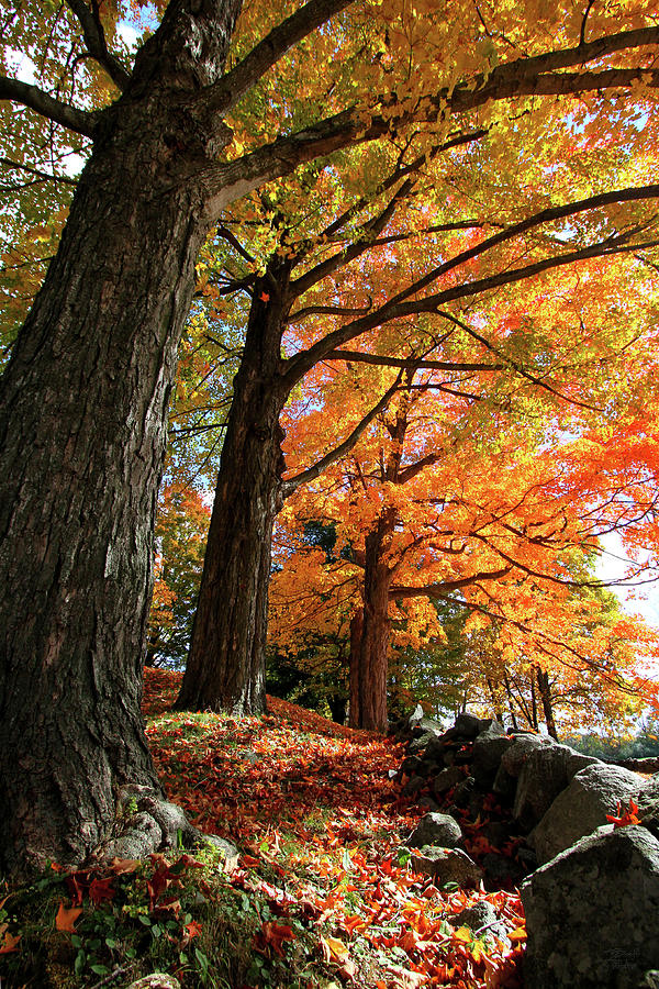 Emery Farm Trees Fall Foliage Photograph by Brett Pelletier