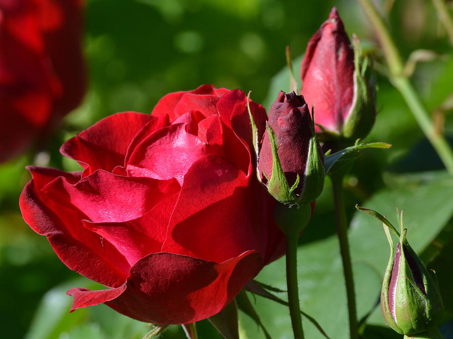 Emily Carr Rose 2016 Photograph by Ed Mosier