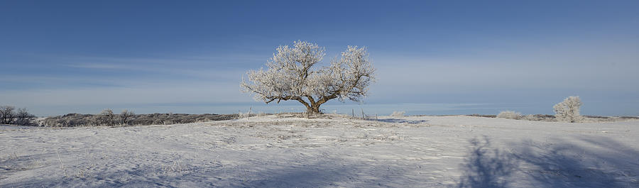 Eminija Tree with Hoarfrost Photograph by Aaron J Groen