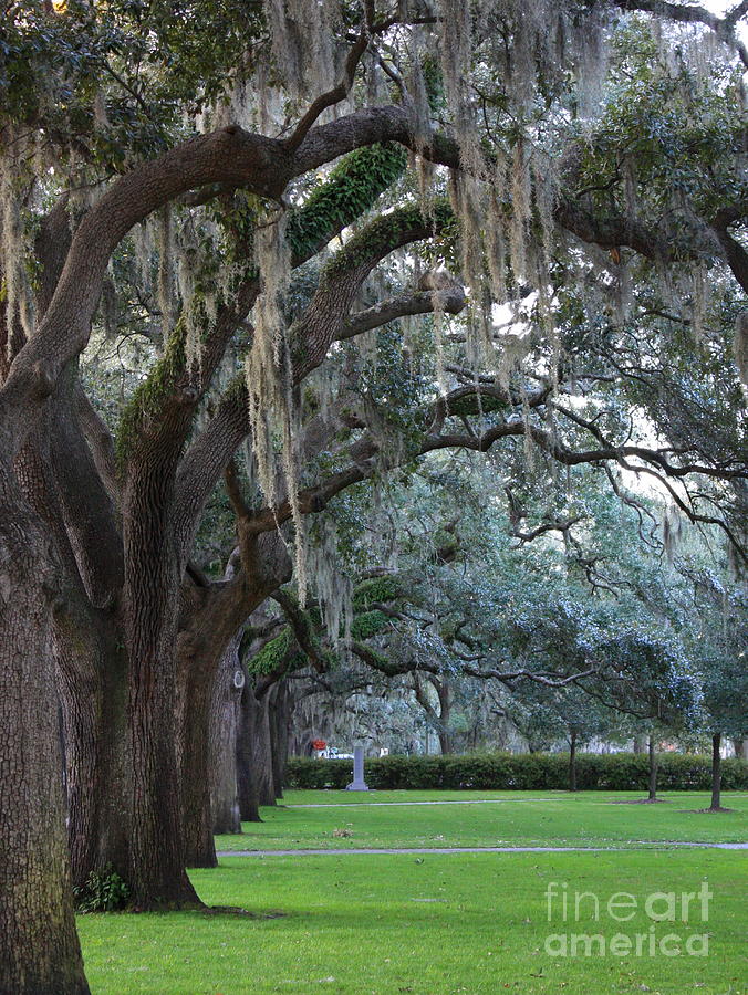 Tree Photograph - Emmet Park in Savannah by Carol Groenen