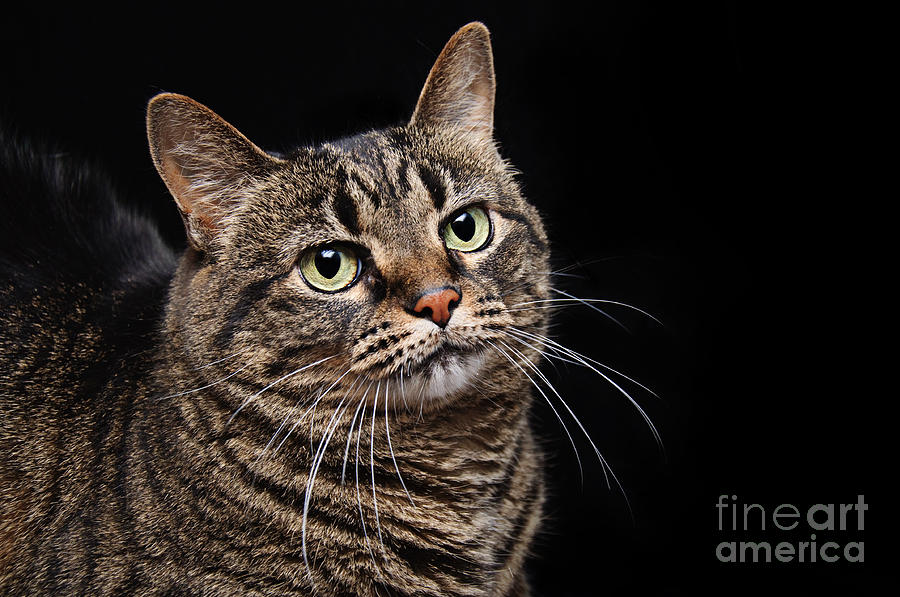 Cat Photograph - Emmy The Cat Ponder by Andee Design