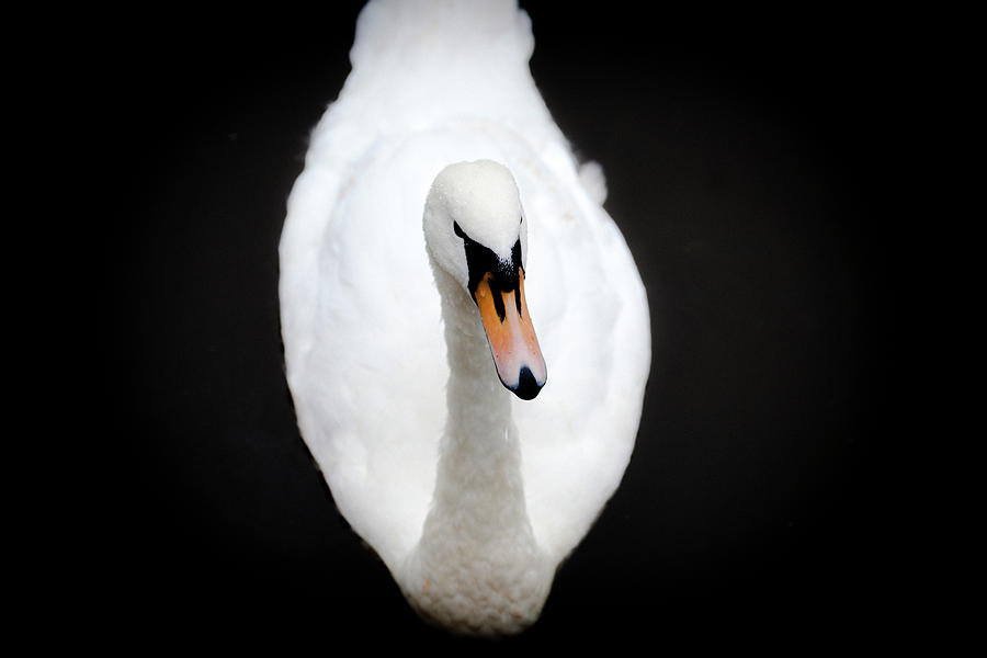 Swan At Emo Court Photograph by Sublime Ireland