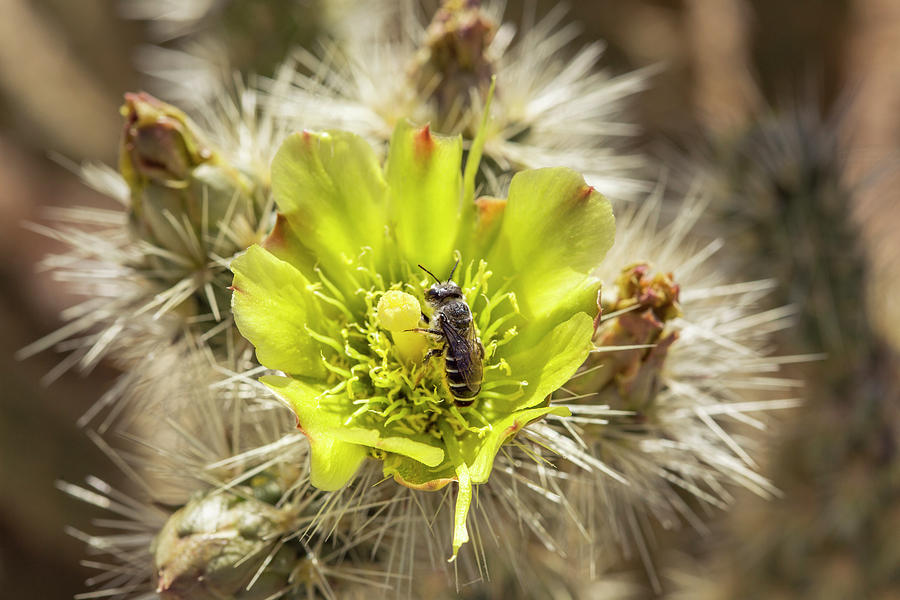 Emory Barrel Cactus Photograph By Iris Richardson 