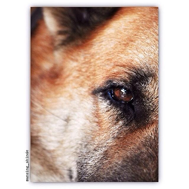 Dog Photograph - Emotional Eye by Indian Truck Driver