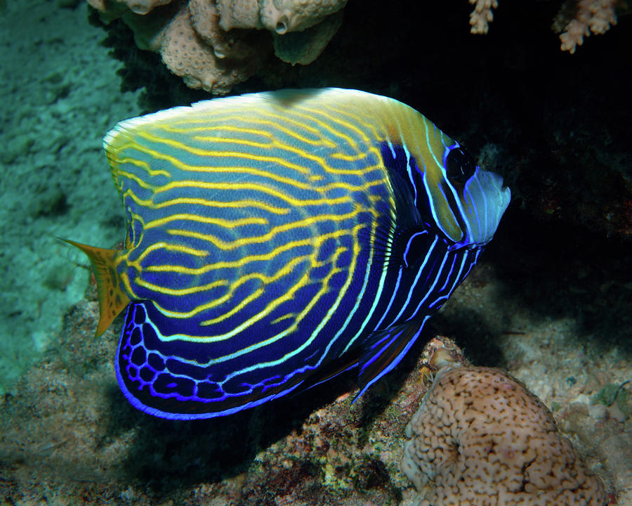 Emperor Angelfish, Red Sea 1 Photograph by Pauline Walsh Jacobson