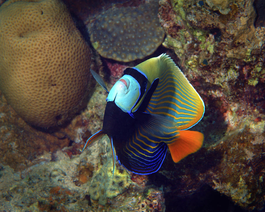 Emperor Angelfish, Red Sea 2 Photograph by Pauline Walsh Jacobson