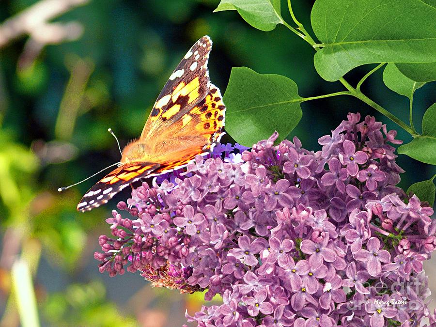 Emperor Butterfly on Lilac Blossom Photograph by Morag Bates