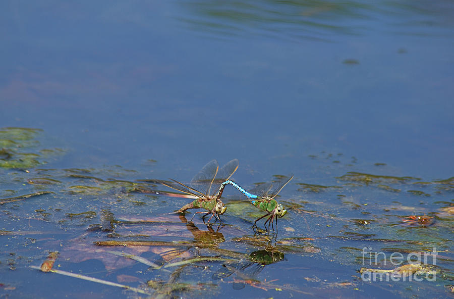 Emperor Dragonflies 20120419_114a Photograph by Tina Hopkins