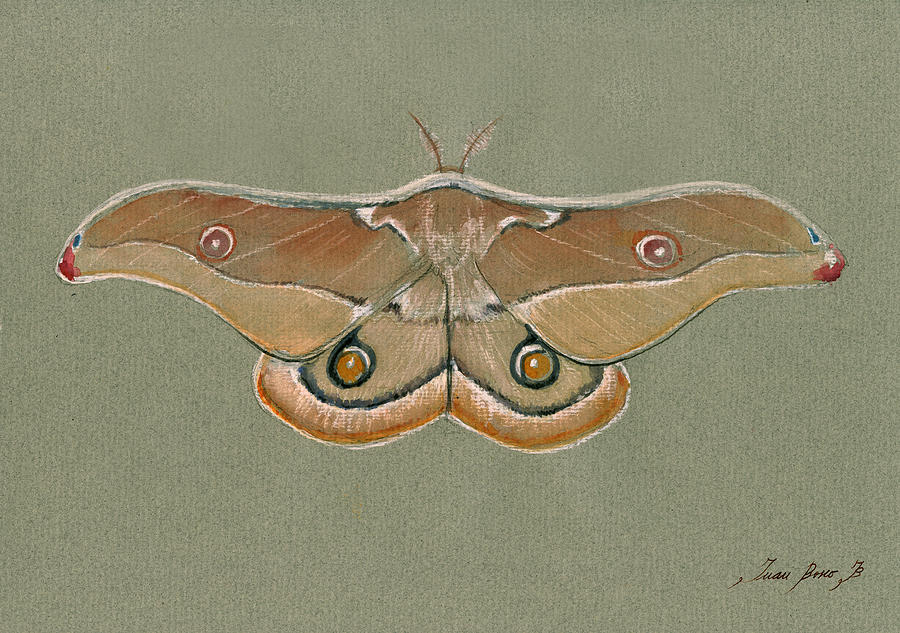 Emperor Gum Moth Painting - Emperor gum moth by Juan Bosco