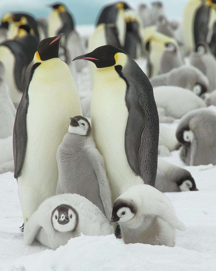 Emperor Penguin Colony Photograph by Bruce J Robinson