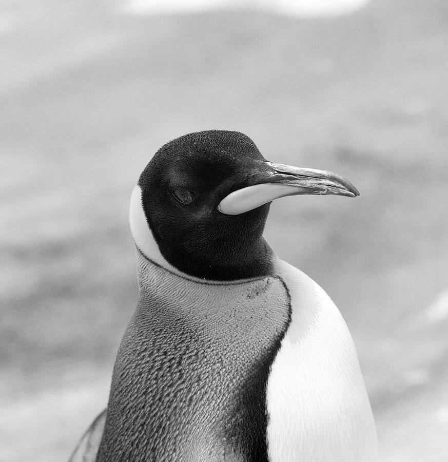 Emperor Penguin Photograph by Ed James