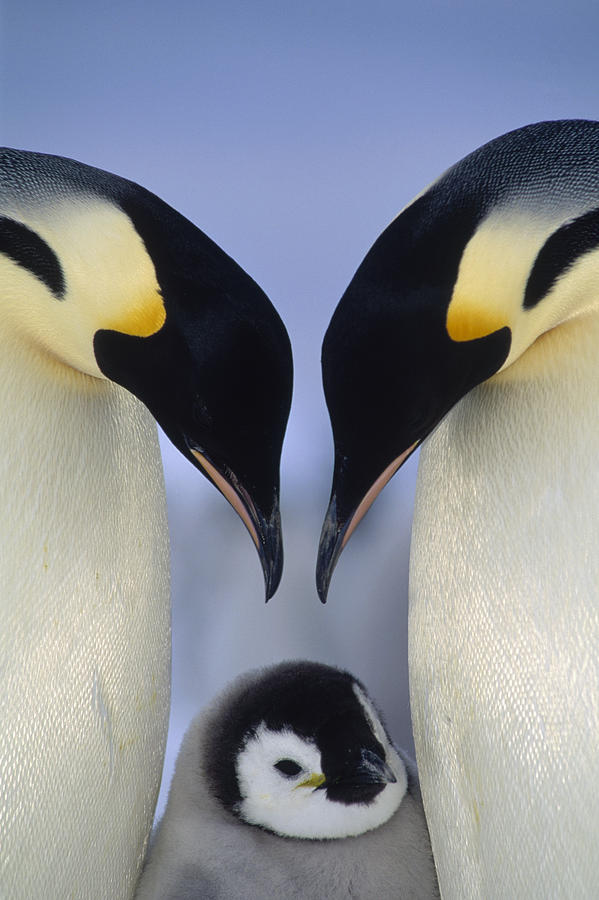 Tui De Roy Photograph - Emperor Penguin Family by Tui De Roy