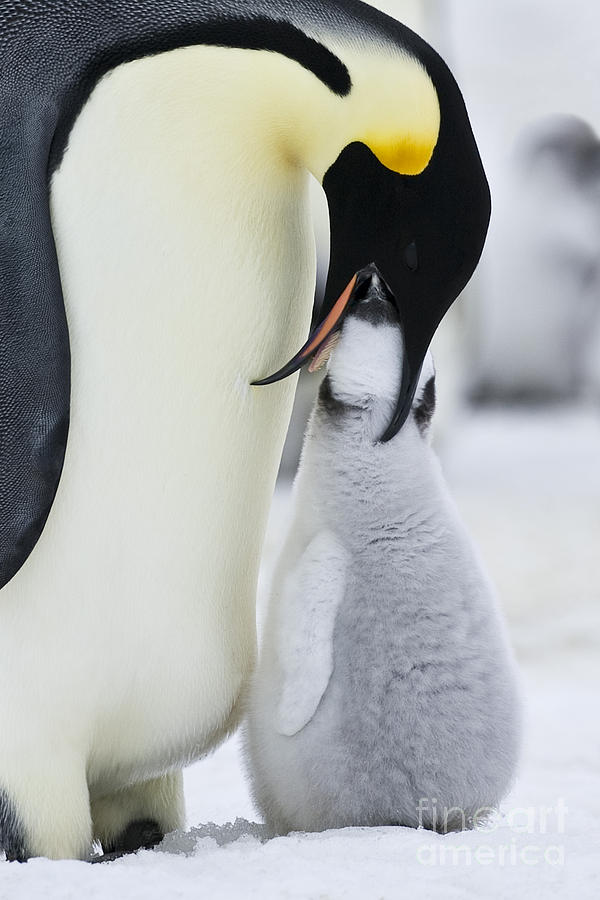 Emperor Penguin Feeding Chick Photograph by Jean-Louis Klein & Marie-Luce Hubert