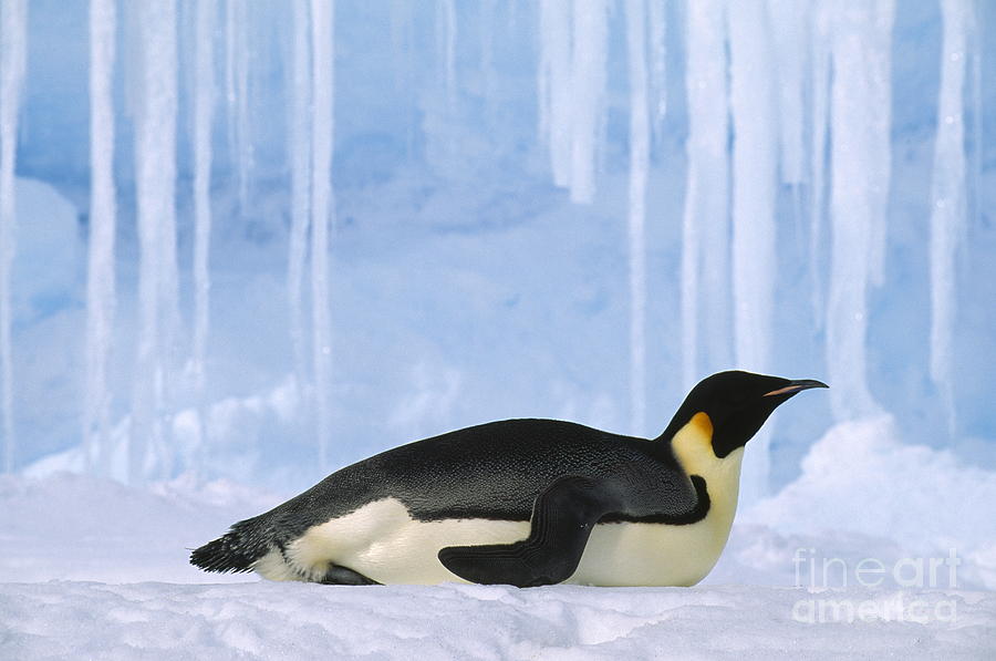 Penguin Photograph - Emperor Penguin by Kevin Schafer