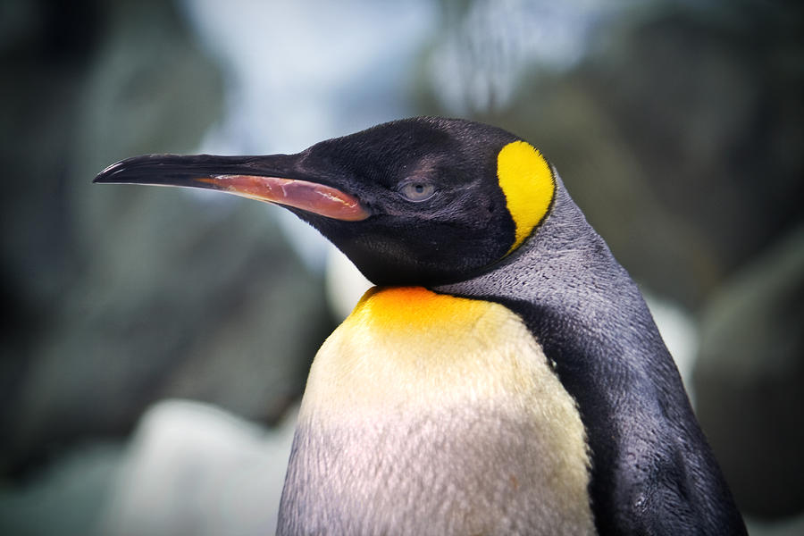 Emperor Penguin Photograph by Kym Clarke