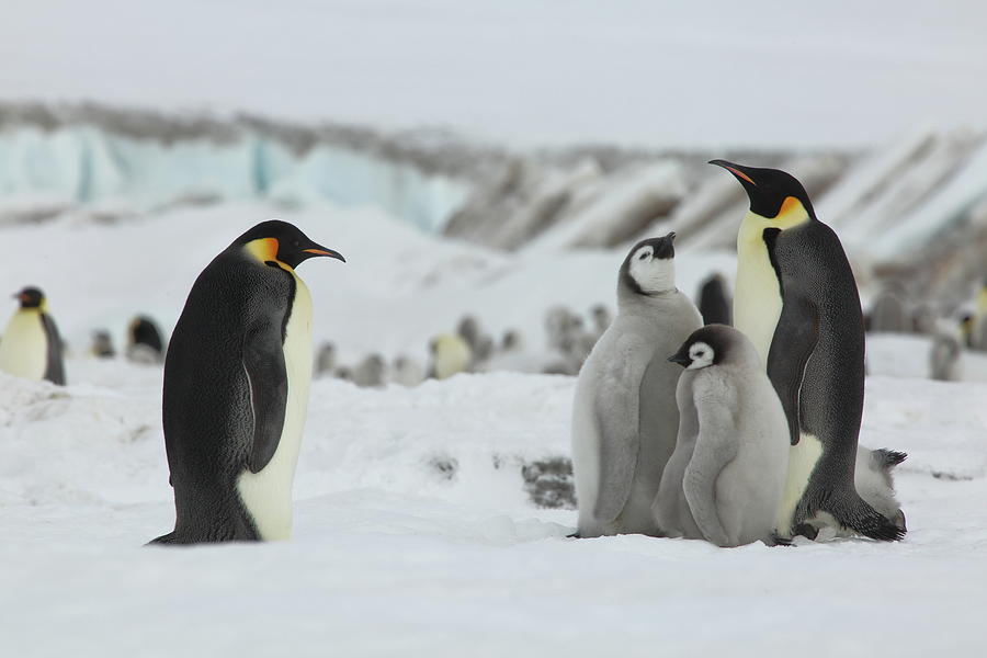 Emperor Penguin Landscape Photograph by Bruce J Robinson