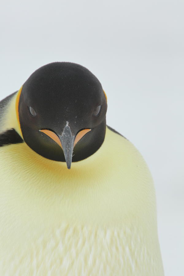 Emperor Penguin Mug Shot Photograph by Bruce J Robinson