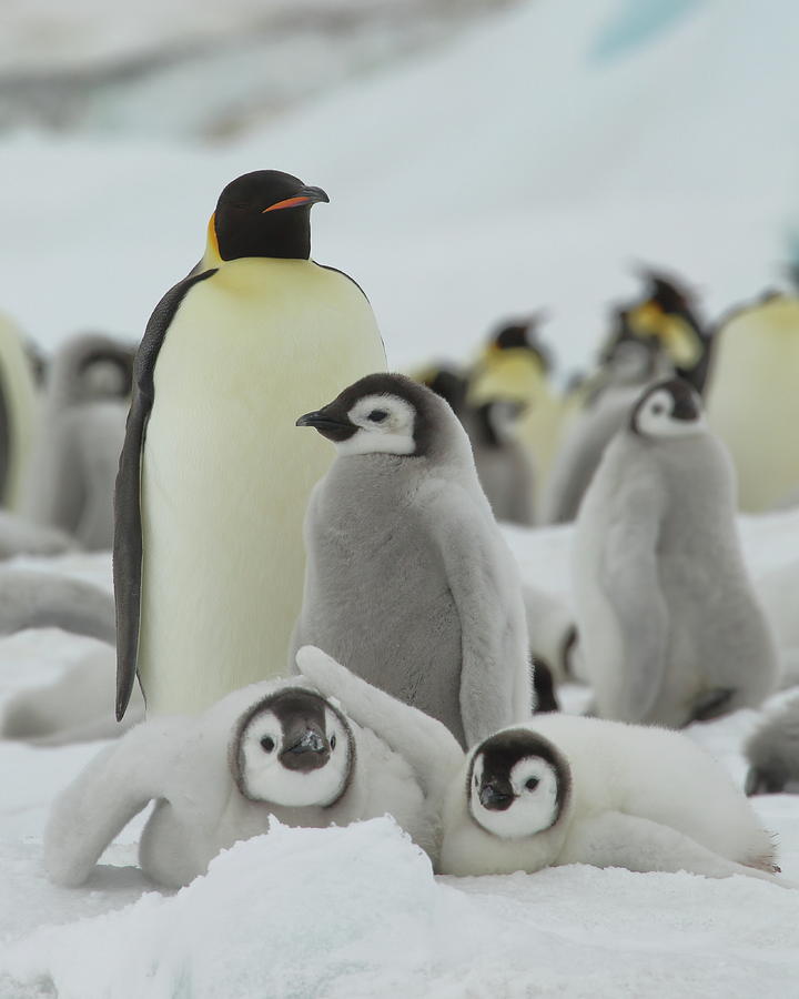 Emperor Penguin Pals 2 Photograph by Bruce J Robinson