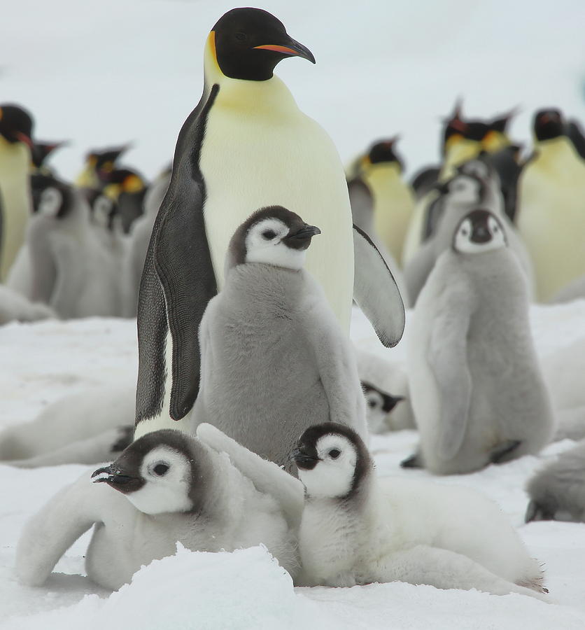 Emperor Penguin Pals Photograph by Bruce J Robinson