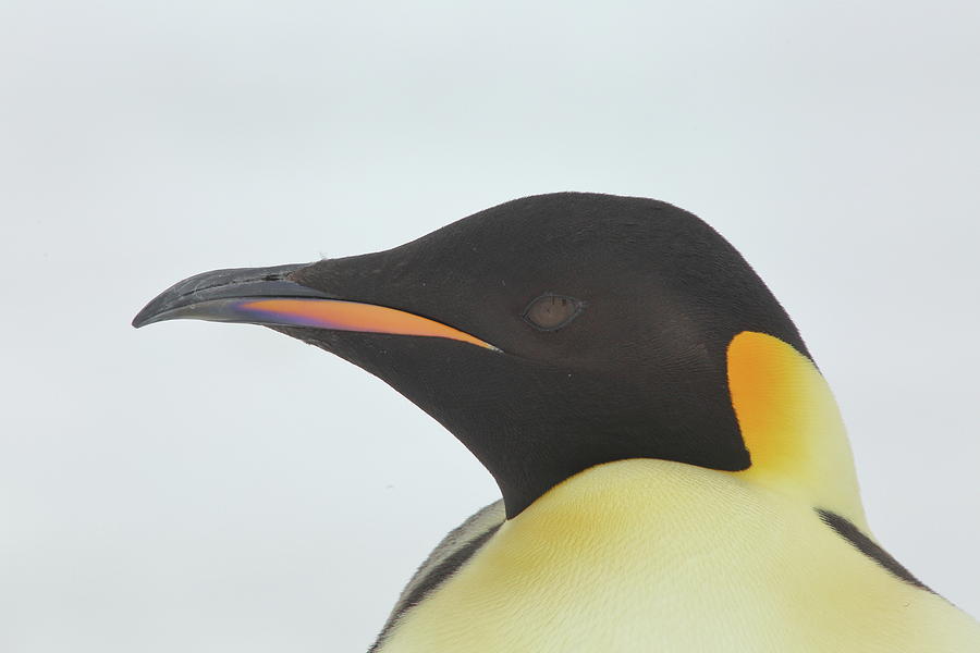 Emperor Penguin Portrait Photograph by Bruce J Robinson