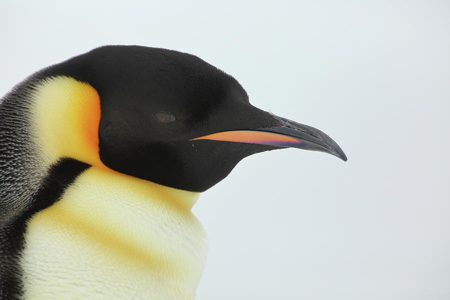 Emperor Penguin Profile Photograph by Bruce J Robinson