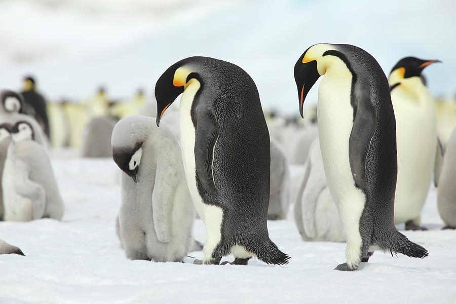 Emperor Penguin Siesta Photograph by Bruce J Robinson