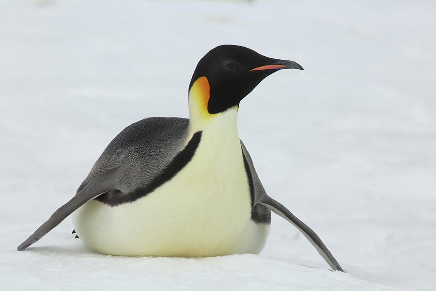 Emperor Penguin Tobogganing  Photograph by Bruce J Robinson