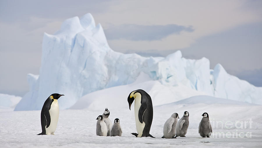 Emperor Penguins And Chicks Photograph by Jean-Louis Klein & Marie-Luce Hubert