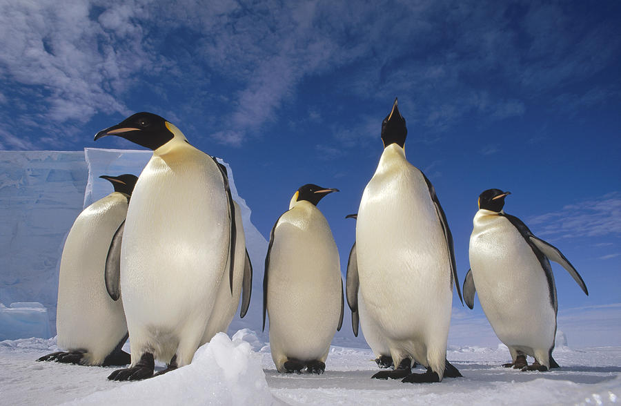 Emperor Penguins Antarctica Photograph by Tui De Roy