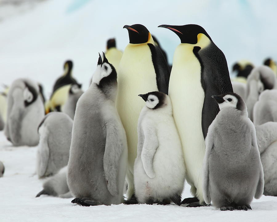 Emperor Penguins Photograph by Bruce J Robinson