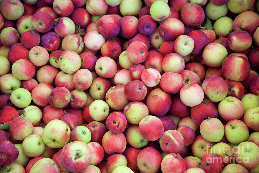 Empire Apples Photograph by Bruce Block