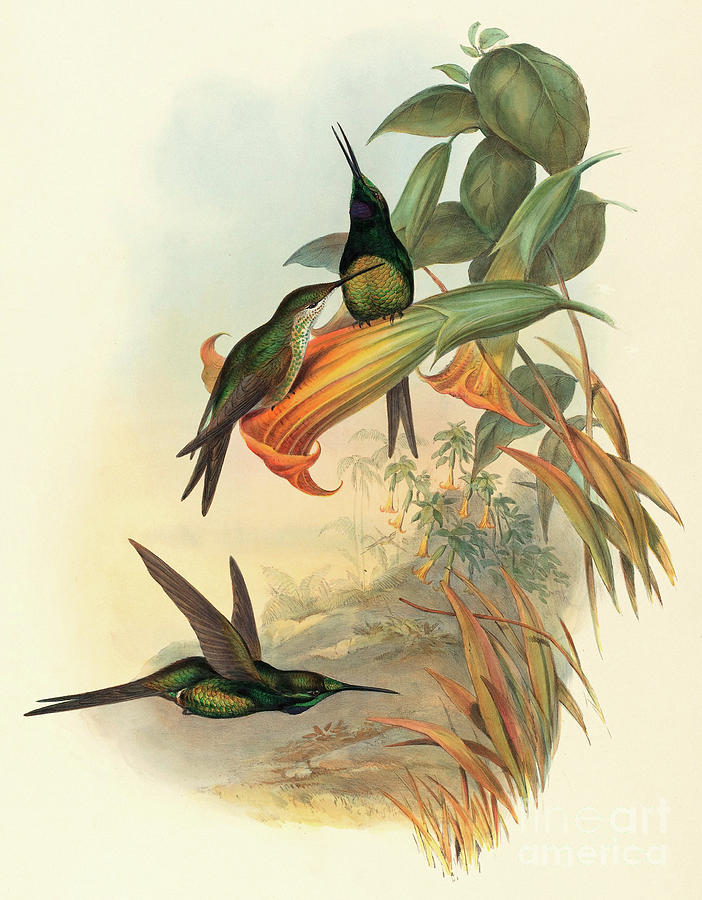 Flower Painting - Empress Hummingbird by John Gould