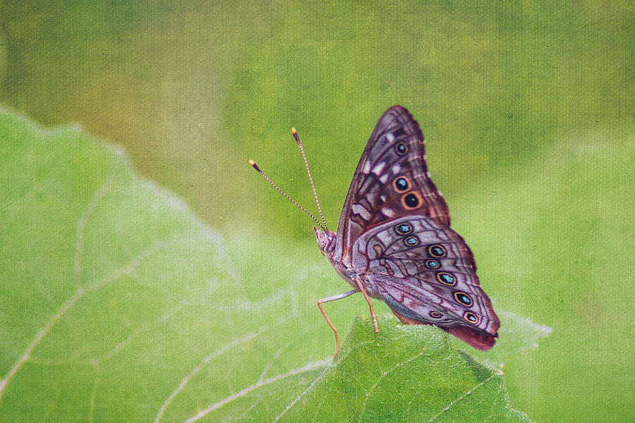 Empress Lelia Butterfly Photograph by Kathy Adams Clark