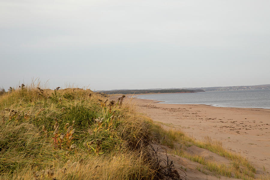 Empty dunes on coast of Prince Edwards Island Photograph by Karen Foley