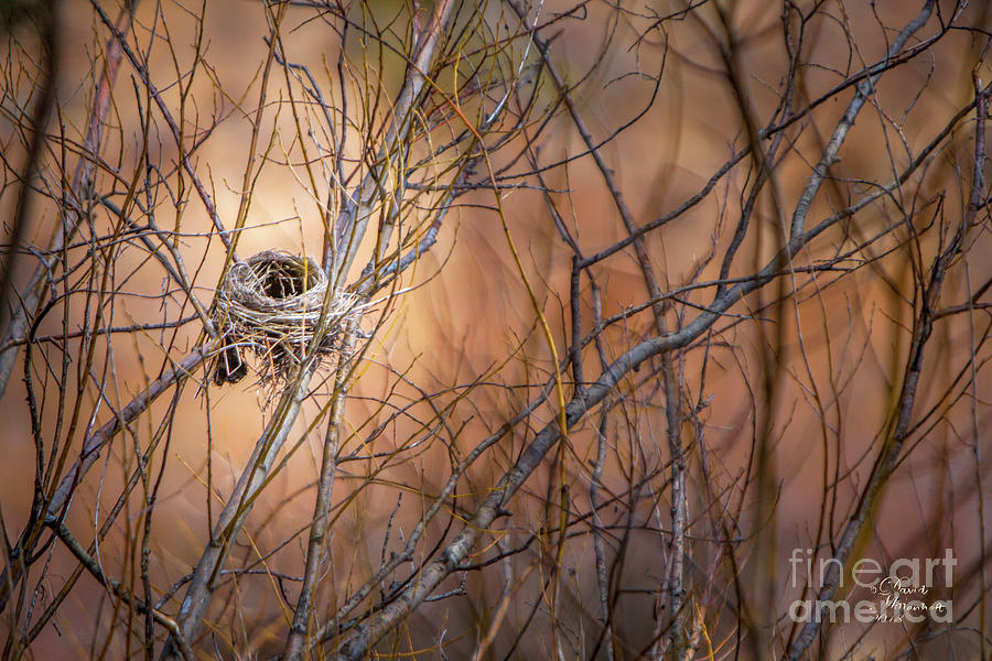 Empty Nest Photograph - Empty Nest by David Millenheft Empty Nest Photograph - Empty Nest by David Millenheft