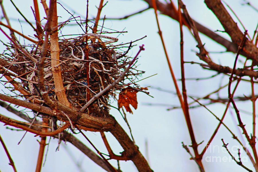Empty Nest Photograph