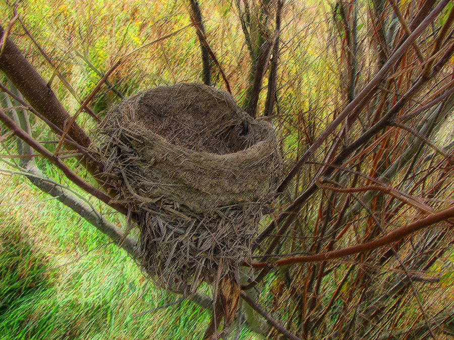 Empty Nest In Autumn Photograph by Cedric Hampton