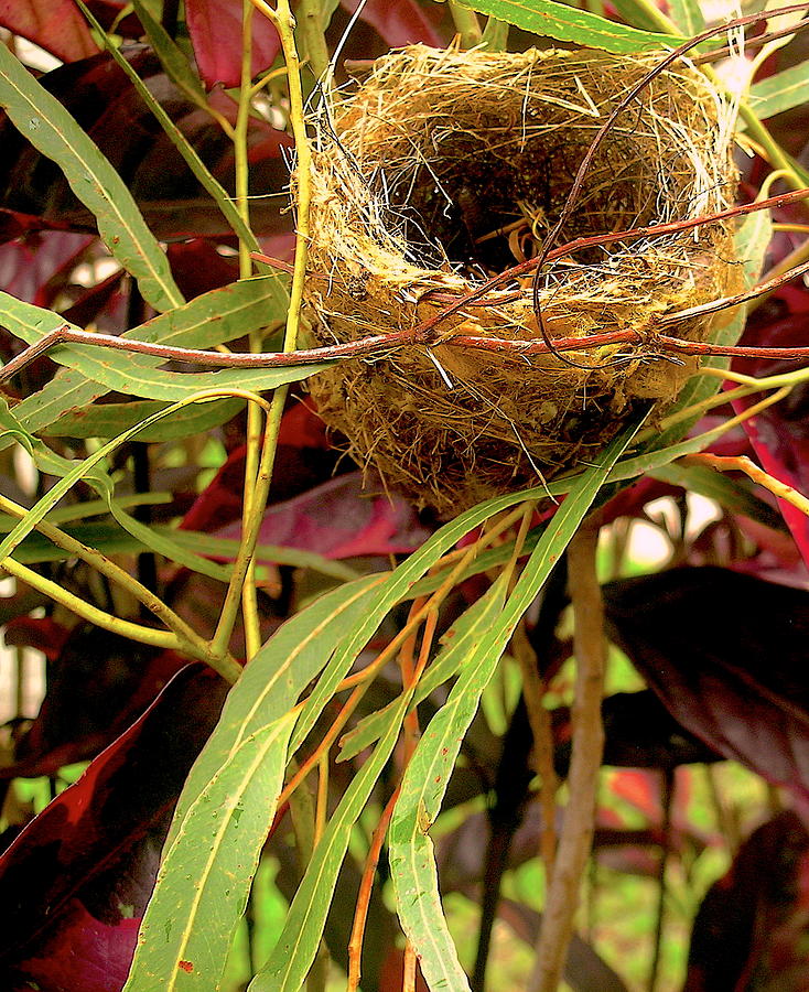 Empty Nest Photograph by James Temple