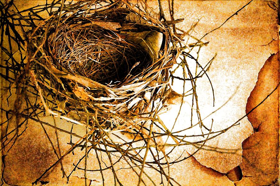 Empty Nest Photograph by Jan Amiss Photography