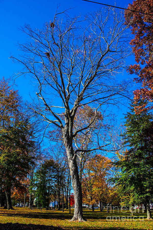 Squirrel Nests Photograph - Empty Oak With Squirrel Nests by William Rogers Squirrel Nests Photograph - Empty Oak With Squirrel Nests by William Rogers