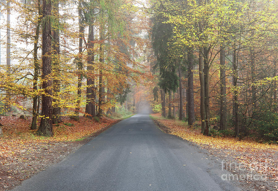 Empty road by an autumn forest Photograph by Michal Boubin